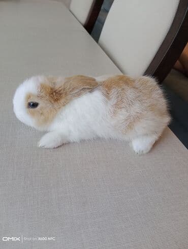 dovşan balasına nə deyirlər: Ev Heyvanı – Kiçik Dovşan - Növ: dekorativ dovşan (mini/oyuncaq — 3