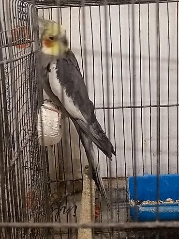 tutuquşlar: Hamıya salamlar. Cavan cüt və ya tək-tək korella satıram.Quşların — 2