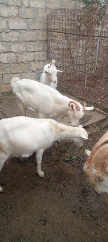 çəpiş satışı: Dişi, Zanen, il: 1, Ünvandan götürmə — 4