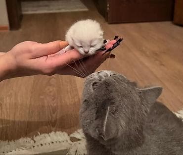 xamilyon heyvan: Britan, Erkək, Dişi, Ünvandan götürmə — 3