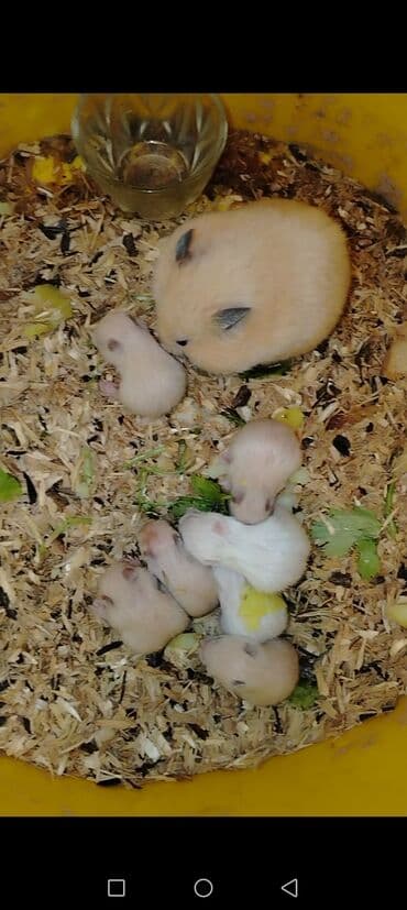 cins inək: .
Sumqarnik kako rengli balalar dislemirler — 1