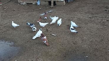 Tergizme quwlardi 13 debe quwdu ust usde 5 manatdan