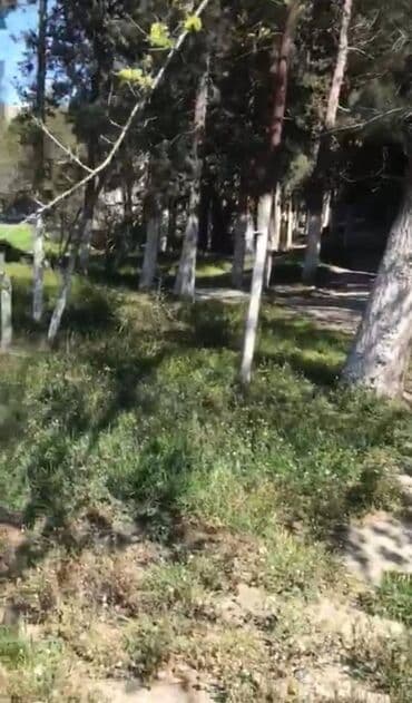 ev masazir: 12 sot, Makler, Kupça (Çıxarış) — 3