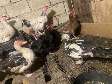 Lal ördekler satiliir bu ilkilerdi