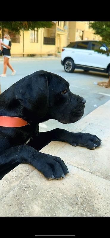 cins itler: Kane-Korso, 10 ay, Dişi, Sənədli — 4