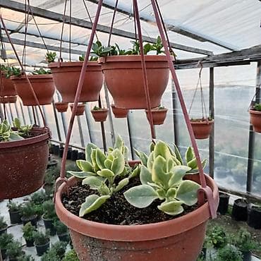 Asılmaq üçün plastik saksılarda sukulentlər - Bitki növü: müxtəlif