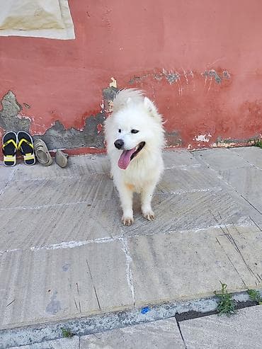 mini itler: Samoyed — 3