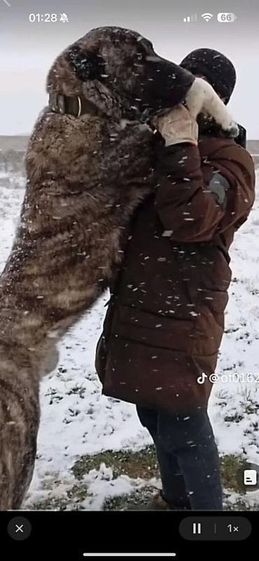 Çapar balaları satılır erkey ve dişi var 15 günlük balalardı kime