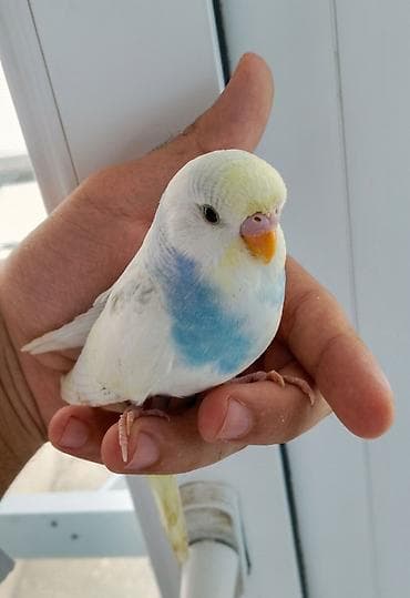 Növ: Dalğıç papağanı (budaq quşu/budgerigar) Rəng: Ağ-krem əsas, sinə