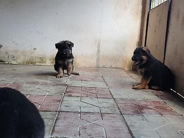 it ucun manej: Alman çoban iti, 2 ay — 6