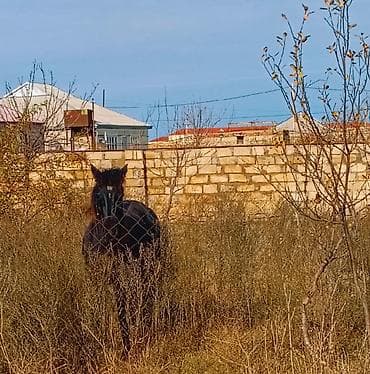 Altında 3 aylıg dayça 1 Aylıgda bogazdı lalafo.az -da Altında 3 aylıg dayça 1 Aylıgda bogazdı