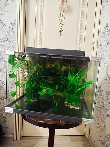 akvaryum: BOYU akvarium seti - Marka/model: BOYU - Şüşə akvarium, ön küncləri — 3