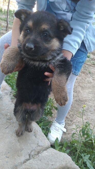 tuklu itlər: Alman çoban iti, 2 ay, Erkek, Peyvəndli, Ödənişli çatdırılma — 3