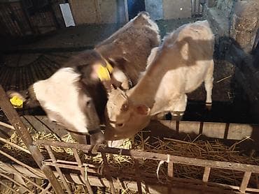 С/х животные и товары: Satışda dana və buzovlar - Şəkillərdə olan 3 baş buzov/dana - Qulaq — 4