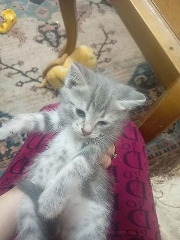 maine coon azerbaycan: Britan, Dişi, Yaxşı əllərə, Ünvandan götürmə — 2