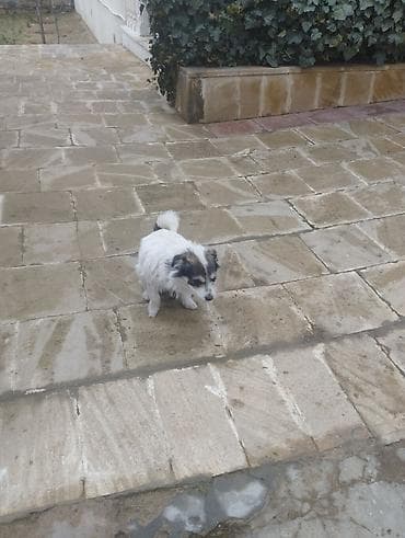 ev iti satisi: Pudel, 9 ay, Erkek, Peyvəndli, Ödənişli çatdırılma — 7