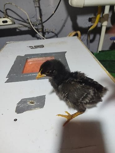 balaca ağ itlər: Australorp Xarkaov cucelerin
Sifarişi — 6