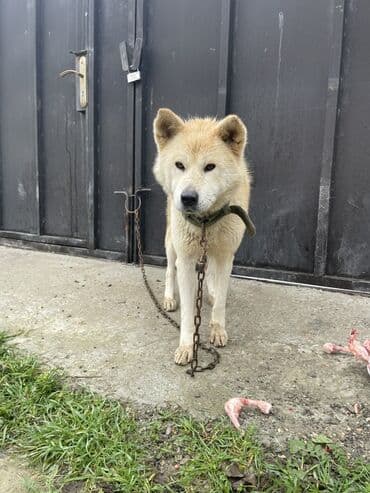satliq ov itleri berde: Akita-inu, 9 ay, Dişi — 1