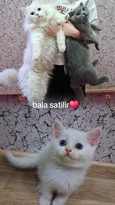 bala pişiklər: Britan, Dişi, Yaxşı əllərə, Ünvandan götürmə — 1