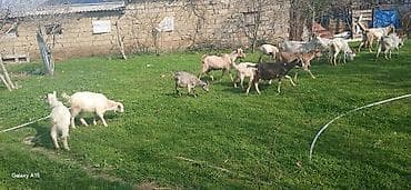 bala keçi: Sanne, heleb,Alpen sortlaridi — 6