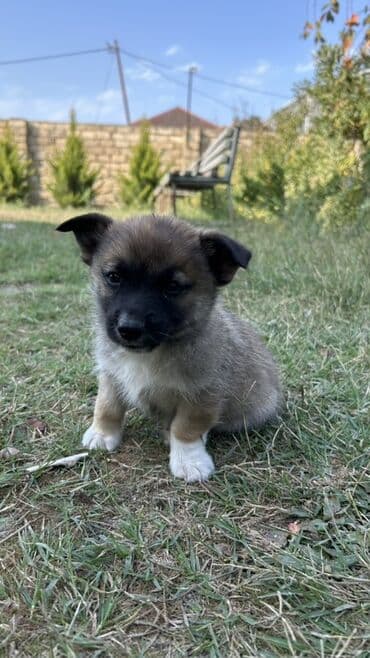 zinqirov iti: 2 ay, Erkek — 3