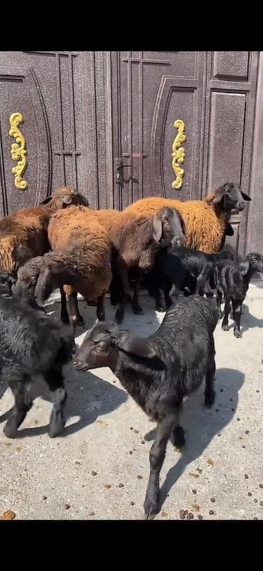 cins keciler: 4 ana 8 bala hamisinin ikinci balalaridi ana ekiz balali 300 azn — 9