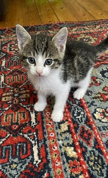 Erkək, Yaxşı əllərə