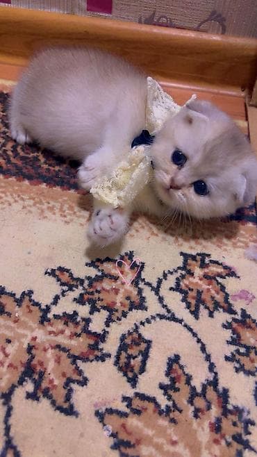 bengal pisiyi: Məhsul: Pişiklər üçün qaşınma dirəyi və oyun stançası Təsvir: - — 9