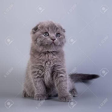 Шотладская вислоухая — 1