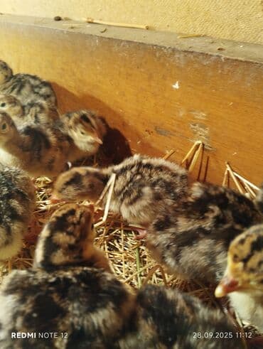 cucələrin satışı: Hinduşka cücələri, Damazlıq, Ödənişli çatdırılma — 3