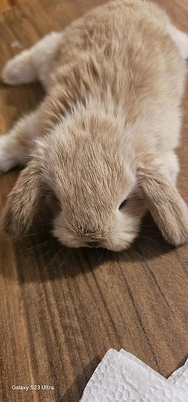 Holland Lop cinsli balaca dovşan dişi baladı 2 aylığdı baxa bilmirəm