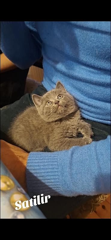 inək necə aya doğur: Britan, Erkək, Dişi, Yaxşı əllərə, Ödənişli çatdırılma — 4