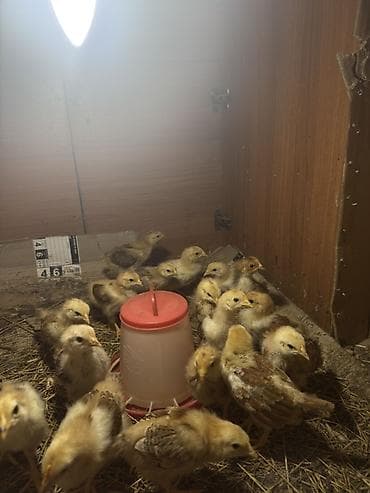 Digər quşlar: ❗️Tam sağlam həyət toyuğunun yumurtasından çıxan 20 günlük təmiz kənt — 3