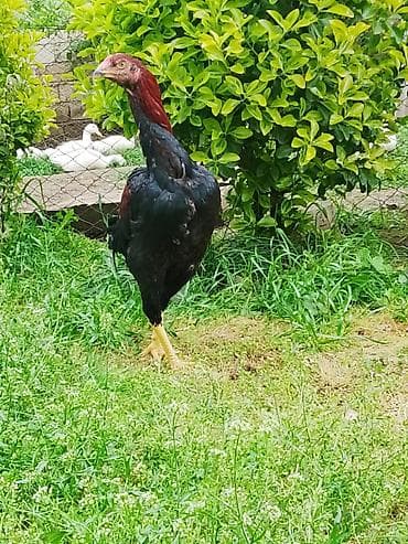 cücə və xoruz təmsil: Aseel tipli uzunboylu xoruz 12 aylıq 8 aylıq 10 aylıq.tam sağlam 60 m — 3