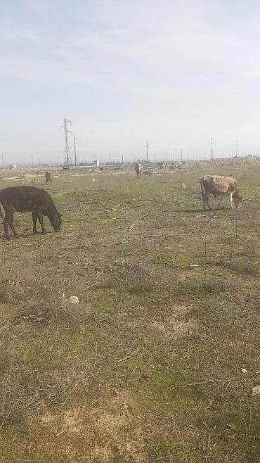 Keçilər, çəpişlər: Saxlanmali dana real musdəriyə endirim olacaq — 3