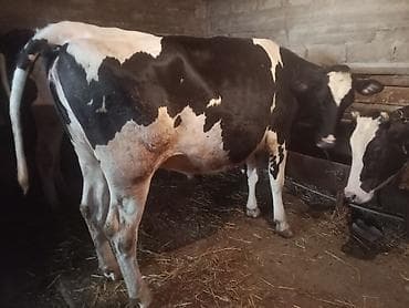 balali inək: Temiz cins inekler satilir 2 ci qarina 8 ay boqazdilar! — 10