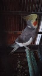 heyvanlara verilen xususi adlar: Попугаи — 3