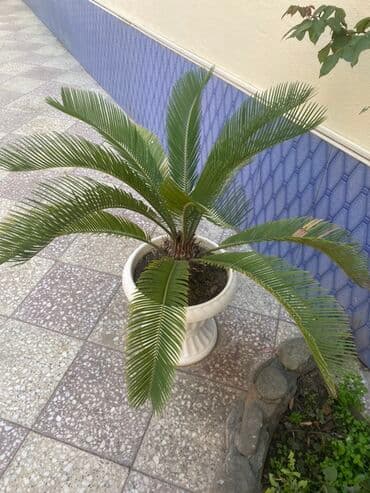 cekas palma: Saqo palmı (Cycas revoluta) – dekorativ qapalı/açıq məkan üçün iri — 5