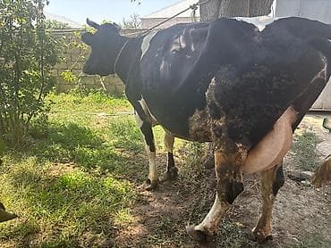 inək: Ala qara cins inekdi. 2 qarin doğub. 23-24 litr süd verir. Tag sağlam — 2