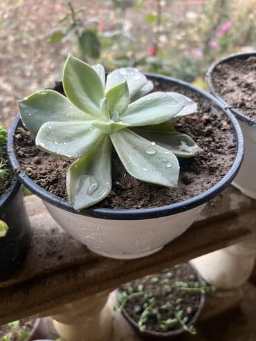 aloe vera satışı: Her nov guler var endirimnen verecem Gencedi istiyen yazsin satiş — 62