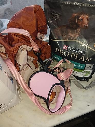 bala pişik: 6 ayliq,pudel cinsidir esl ev itidir,oynagan itdi. Butun baximlari — 6