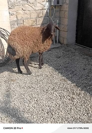 Digər heyvanlar: Salam super 11 aylıq həm damazlıq həmdə ətliy tooglu satılır.təcili — 2