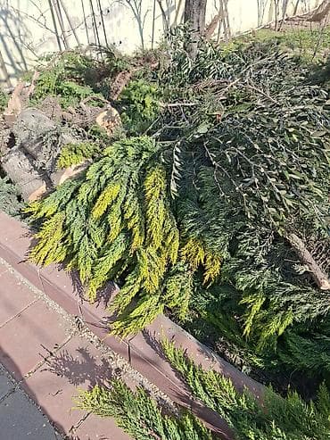 пищевой бак пластиковый 300 литров: Məhsul: Kəsilmiş ağac gövdələri və budaqları Təsvir: - Böyük — 3