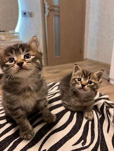 bala pisik adlari: Tabbi, Yaxşı əllərə — 2