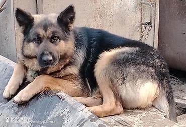 Alman çoban iti, 3 il, Dişi