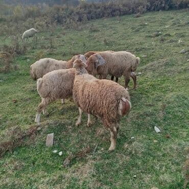 Dovşanlar: Məhsul: erkək quzular Təsvir: - Şəkillərdə dağ‑ətəyi otlaqda — 2