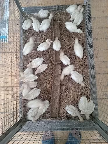 bulbul quşu: Şəkildə hinduşkanın balalarıdır. Ağ Kanada sortudur. 5 günlük-7 azn — 7