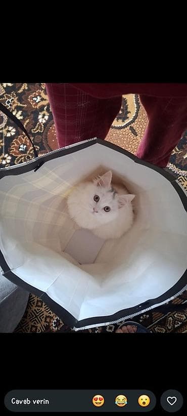 angora pişik: Dişi, Yaxşı əllərə, Ünvandan götürmə, Ödənişli çatdırılma, Rayonlara çatdırılma — 4