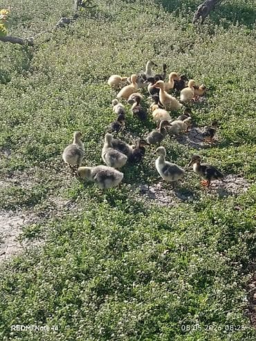 eşşək sudu satışı: Pekin qışqıran ördəklər və qaz balalari.12gunlukduler.dermasiz — 2