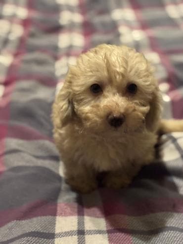 Akvariumlar: Pudel — 6